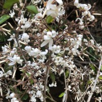Vatica affinis Thwaites